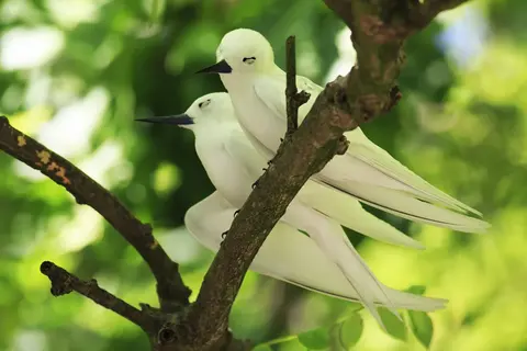 Fauna selvatica delle Seychelles · 2