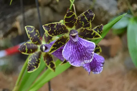 Orquidário de Estepona