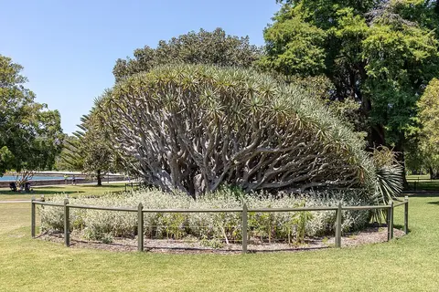 Jardim Botânico Real de Sydney