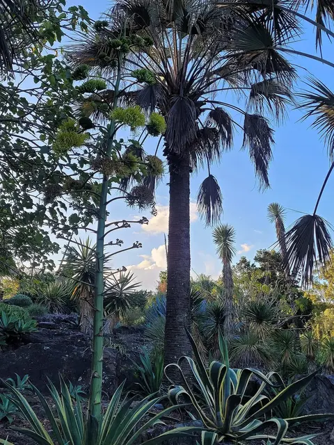 Brisbane Botanische Gärten Mount Coot-tha