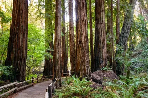 Muir Woods National Monument · 2