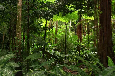 Lire les paysages végétaux de l'Australie