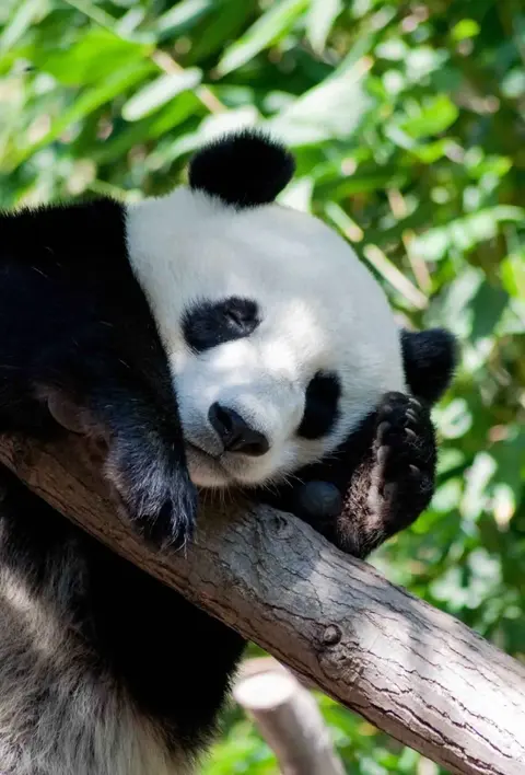 San Diego Zoo · 2