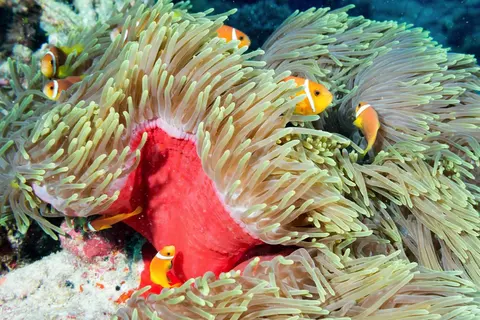 马尼拉海洋公园