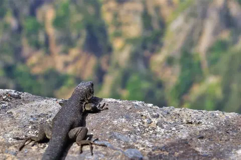 Madeira’s plants and wildlife