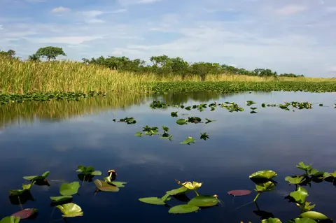 Den Umweltdruck Floridas verstehen · 2