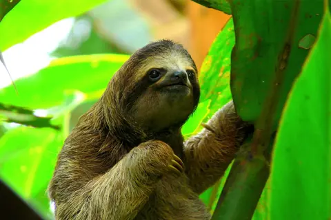 Fauna Selvatica In Tre Habitat · 2