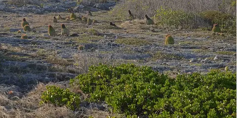 瓜尼卡州立森林