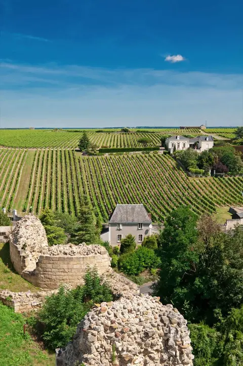 Vinhos Chinon e Cabernet Franc vizinhos