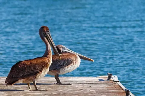 Berkeley Pier
