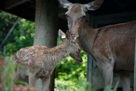 Parc des cerfs de Lucerne