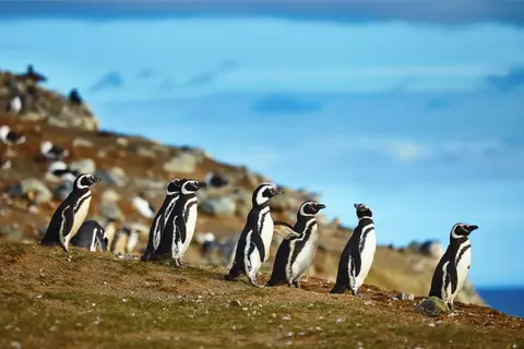 La faune à travers la Patagonie argentine · 2
