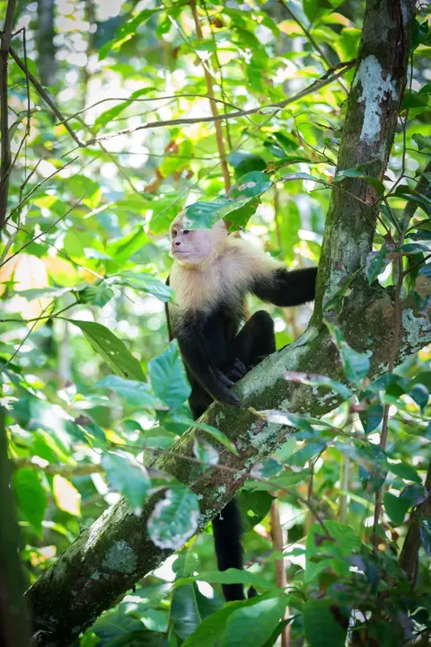 Parc national de Cahuita