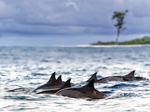 Fauna selvatica delle Seychelles